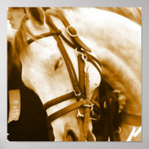 Andalusian Horse Print