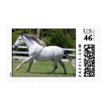 Andalusian horse running stamps