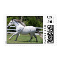 Andalusian horse running stamps