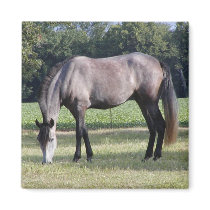 Andalusian Mare Refrigerator Magnets