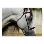 Andalusian Stallion Greeting Card