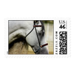 Andalusian Stallion Postage Stamps