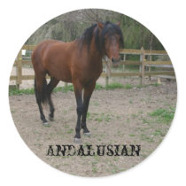 Andalusian stallion stickers