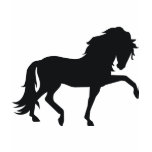 andalusian, andalusians, horse, horses, equine,