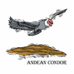 Andrea the Andea Condor Cut Out