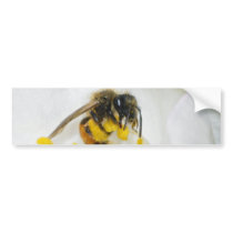Andrena Margandrena Krausiella Gusenleitner Bee Bumper Sticker