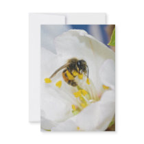 Andrena Margandrena Krausiella Gusenleitner Bee Announcements