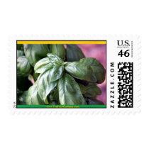Androgenous Basil Postage Stamp