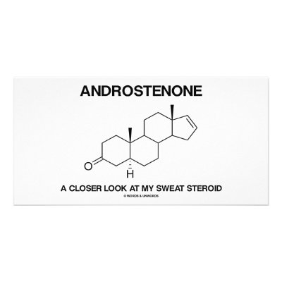 Androstenone A Closer Look At My Sweat Steroid Photo Card by wordsunwords