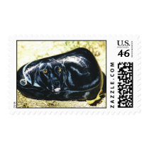 "Andy" dog rock stamp