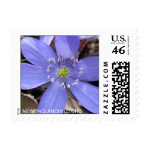 Anemone acutiloba, sharp-lobed hepatica postage stamps