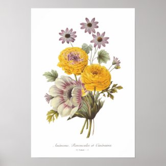 Anemone and Ranunculus Poster