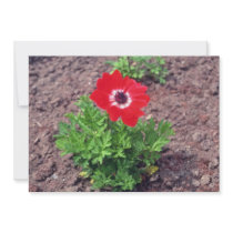 Anemone, (Anemone Coronaria) flowers Invitation
