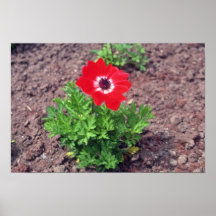 Anemone, (Anemone Coronaria) flowers Print