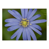 Anemone Blanda Card