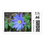 colorful, blooms, flowers, buds, plants,