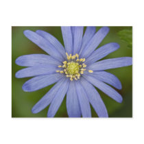 Anemone Blanda Post Card