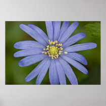 Anemone Blanda Posters