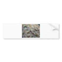 anemone bumper sticker