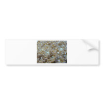 anemone bumper stickers