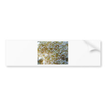 anemone bumper sticker