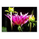 Anemone cards