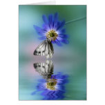 butterflies, cabbage, white, anemone, flowers,