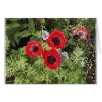 anemone cards