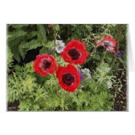 anemone cards