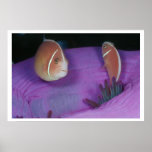 Anemone fish pair posters