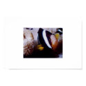 Anemone fish posters