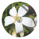 anemone flower sticker stickers