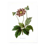 anemone, japonica, vintage, botanical print, art,