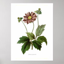 Anemone japonica poster