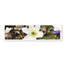 Anemone Nemorosa Bumper Stickers