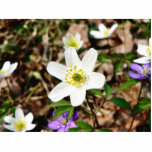 anemone, nemorosa, species, flowers, wood,