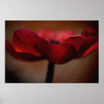 Anemone Oil Paint Print