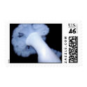 Anemone postage by Serene_Images Anemone postage