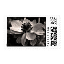 Anemone Stamps