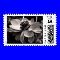 Anemone postage