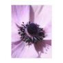 Anemone Postcard
