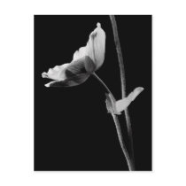 Anemone Postcard B&W