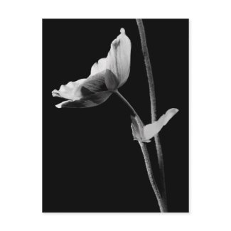 Anemone Postcard B&W
