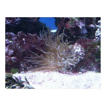 Anemone print
