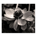 Anemone posters by PBsecretgarden Anemone posters
