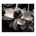 floral, photography, anemone, anemones, nature,