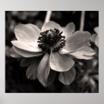 Anemone Print