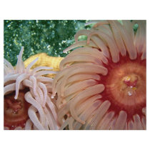 Anemone, Puget Sound, Washington State, U.S.A. Custom Flyer