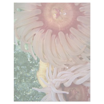 Anemone, Puget Sound, Washington State, U.S.A. Custom Letterhead by beautifulclicks