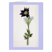 "Anemone Pulsatilla" Vintage Illustration Greeting Cards